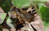 Andrena sp.